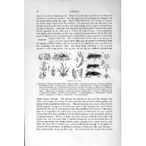    NATURAL HISTORY 1896 INMATES HIVE BEE QUEEN INSECTS