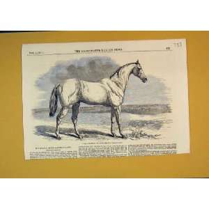   1851 Race Horse Tam OShanter Buenos Ayres Sport Print