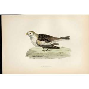   Hand Coloured Birds Snow Bunting Antique Print Hand Colored Home