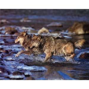  Gray Wolves Hunting   Photography Poster   16 x 20