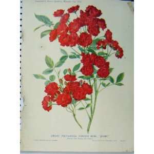    Dwarf Polyantha Pompon Rose Jessie 1910 Red Flower