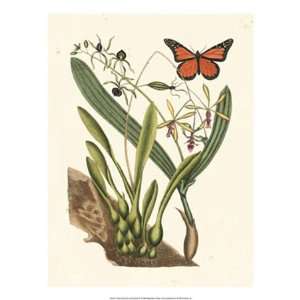  Catesby Butterfly and Botanical IV   Poster by Mark Catesby 