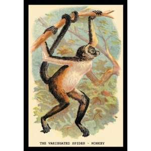   Buyenlarge The Variegated Spider Monkey 24x36 Giclee