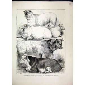   1870 Royal Agricultural Show Oxford Prize Cows Sheep