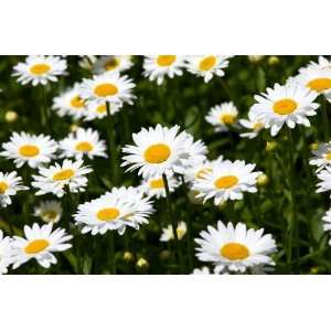  Shasta Daisy (Chrysanthemum maximum) Seed Packet Patio 