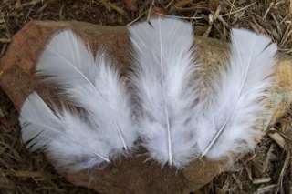 60 TURKEY PLUMAGE FEATHERS 3 5 BRIGHT WHITE COLOR~NICE  