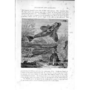    NATURAL HISTORY 1896 ARMED BULL HEAD FISH GURNARDS