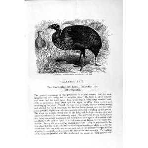   NATURAL HISTORY 1895 PTARMIGAN GAME BIRDS GUINEA FOWL