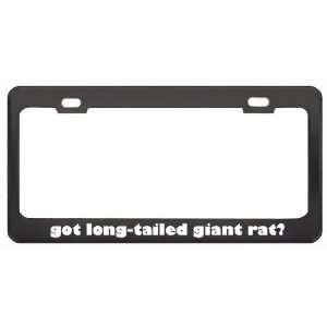 Got Long Tailed Giant Rat? Animals Pets Black Metal License Plate 