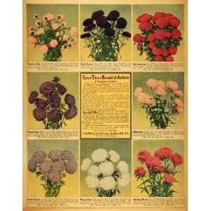  1929 Ad F. B. Mills Seed Grower Aster Flowers Gardening 