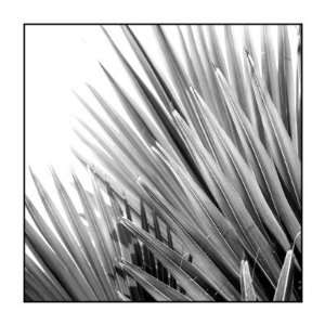 Palm Feature IV by Studio EL Collection , 20x20 