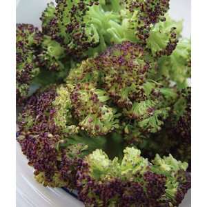  Broccoli, Purple Sprouting 1 Pkt.(400 Seeds) Patio, Lawn 