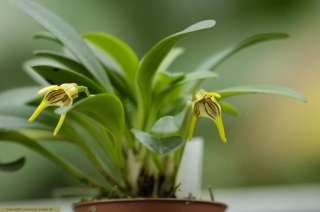 Masdevallia garciae Orchidee Terrarium Pflanze  