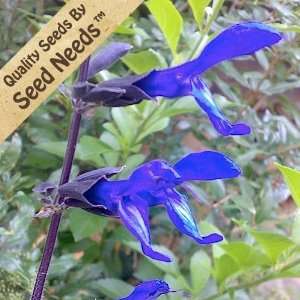  150 Seeds, Sage Sapphire Blue (Salvia farinacea) Seeds 
