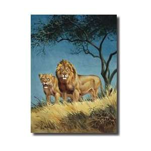  Stand Under An Acacia Tree In Africa Giclee Print