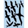 Warnvögel Fensterschutz Vogelschutz Vogel Silhouetten Bogen 21,5 cm x 