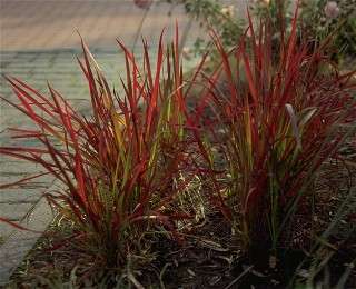 Imperata   Flammengras   jap. Blutgras   RARITÄT  