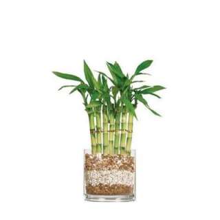 Brussels Bonsai 12 in. Fence Bamboo in Oval Glass Container DT 