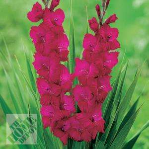 Gladiolus Plumtart Dormant Bulbs (40 Pack) 70336  