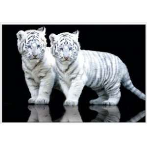 Poster mit Rahmen 61 x 91,5 cm, Weiß   Tiger Cubs gerahmt 