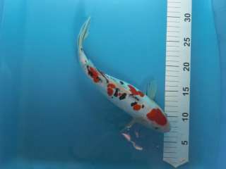 Japankoi von 15   80 cm in Harburg   Neuenfelde  Fische & Zubehör 