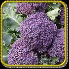 Oz Bulk Purple Sprouting Broccoli Seeds