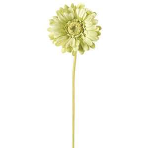  Green Gerbera Gerber Daisy Flower Stem
