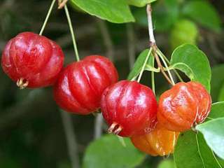 LIVE EXOTIC Surinam Cherry Fruit Tree SEEDLING 4 BONSAI  