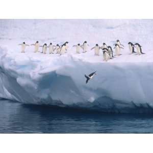 Adelie Penguins Line up to Dive into the Antarctic Waters Premium 