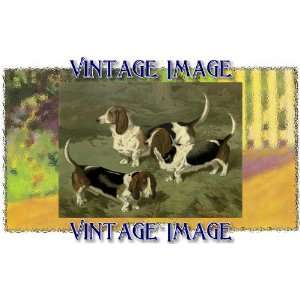   Card Dogs Bassett Hounds Vintage Image 