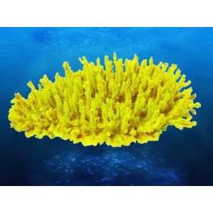   13.5x5x10 (Catalog Category Aquarium / Synthetic Coral)