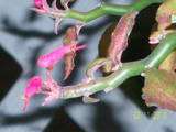 12 DEVILS BACKBONE Slipper Flower Succulent & Bonsai  