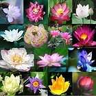10 x Flower seeds lotus seeds Gorgeous lotus