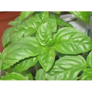   Sweet Large Leaf Italian Basil   8 Plants   Herb Patio, Lawn & Garden