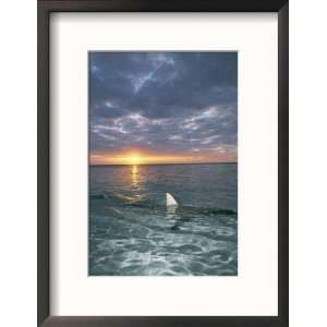  The Fin of a Blacktip Shark Pokes Above the Waters Surface 