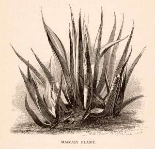 1875 Woodcut Maguey Plant Agave Americana Mexico Century Ornamental 