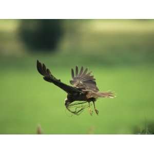  Raptor in Flight with Nest Building Material in its Bill 