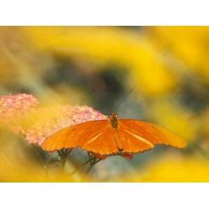  Butterfly Feeding on Terra Cotta Yarrow, Seaside Butterfly 