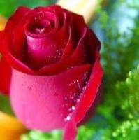 China Rare Red Rose Flower red lover elves Gift 20 seeds  
