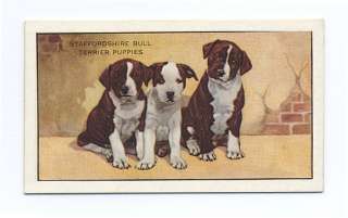   BULL TERRIER PUPS GALLAHER Ltd DOG CIGARETTE TOBACCO CARD  