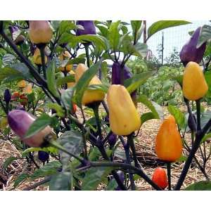  Chinese Five Color Hot Pepper 10 Seeds   Indoors or Out 