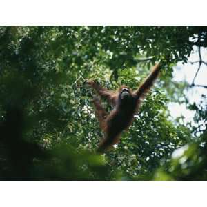 An Orangutan Crosses the Forest by Brachiating (Swinging by Her Arms 