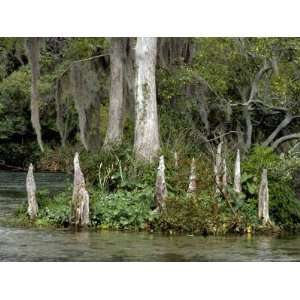  Spanish Moss and Cypress Knees Grace the Banks of the 