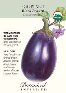 Black Beauty Eggplant Seeds 500 mg Certified Organic  