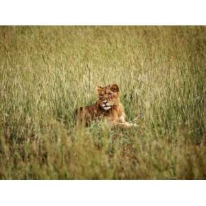  Young Lion in Murchison National Park, Uganda, East Africa 