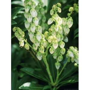 Pieris Japonica, Debutante (Lily of the Valley Shrub), Small White 