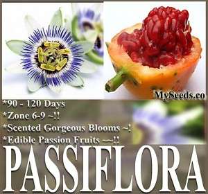 Passion Flower ~ Blue Passiflora caerulea Fruit Seeds ~  