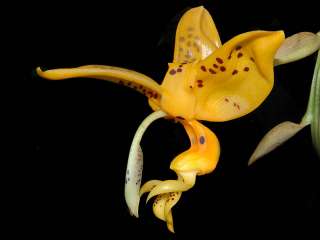 Stanhopea jenishiana Fragrant Species Orchid Plant  