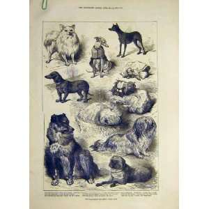    1877 Birmingham Dog Show Prize Dogs Old Print
