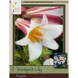  Honeyman Farms Trumpet Lily Regale Patio, Lawn & Garden